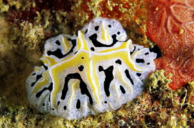  Reticulidia fungia (Sea Slug)